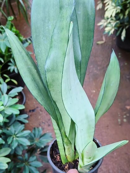 Easy-Care Indoor Plants photo 5