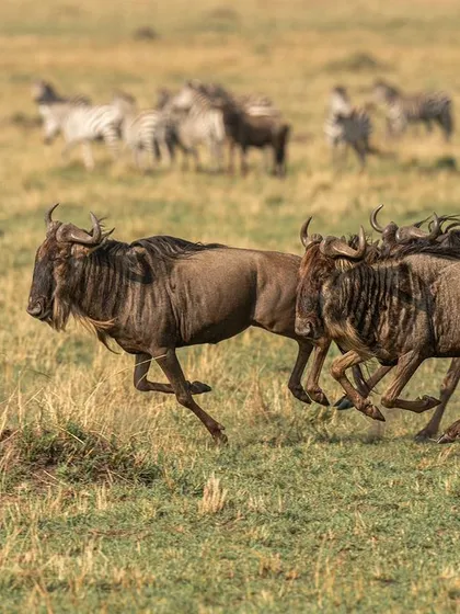 The wildebeest herd scatters in panic. Capturing the frantic energy of the herd is just as important as focusing on the predator. It tells the complete story of the chase.