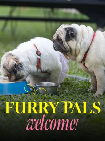 Furry pals are always welcome! These two seem to be having an important conversation over their food bowl on our lawn.