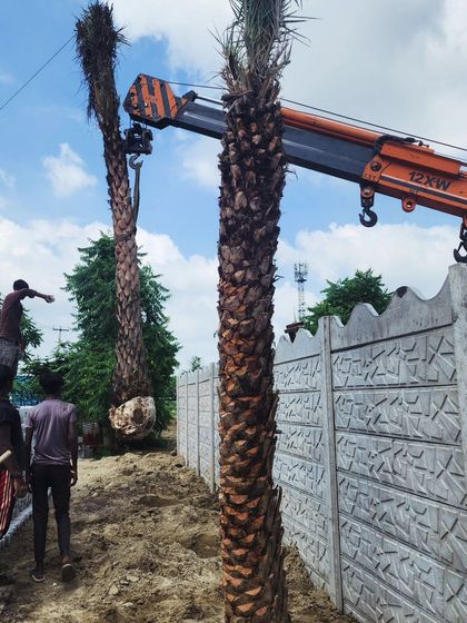 Delhi Gardner - Full-Service Landscaping Statement Trees & Sculpted Topiaries photo 17