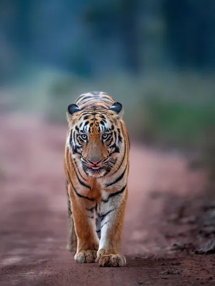This young tiger in Tadoba shows a hint of curiosity. On my photo tours, we work on capturing these subtle expressions that tell a deeper story.