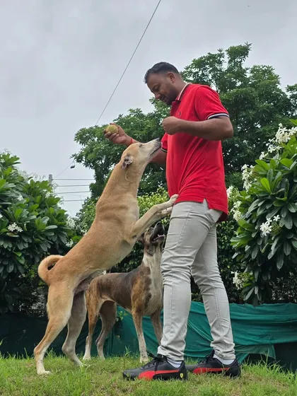 This picture captures the peak of excitement during a game of fetch. This kind of vertical jumping is great exercise for agile dogs and shows a high level of motivation and engagement.