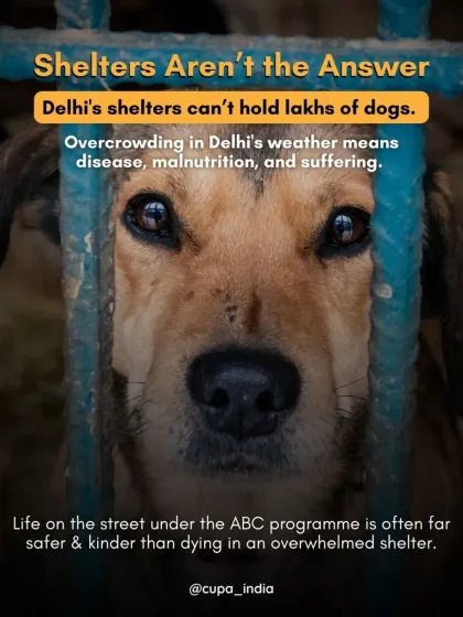 Cupa - Animal Cruelty Legal Aid & Advocacy Our Legal Fight for Animals photo 34