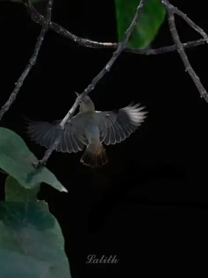 Lalith - Wildlife & Nature Photography Wings in Motion photo 42