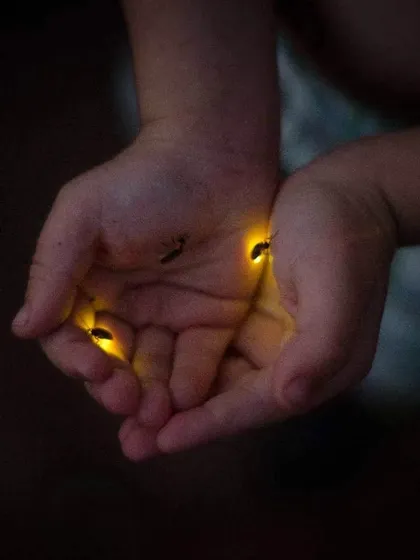 Some moments feel like pure magic, and our firefly camps are filled with them. Imagine your child's face lighting up as they hold a tiny, glowing wonder in their hands. These are the memories that last a lifetime, long after the lights have faded.