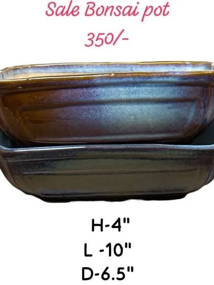 A classic rectangular bonsai pot, perfect for creating a traditional look. This one is 10 inches long and has a beautiful, subtle glaze.