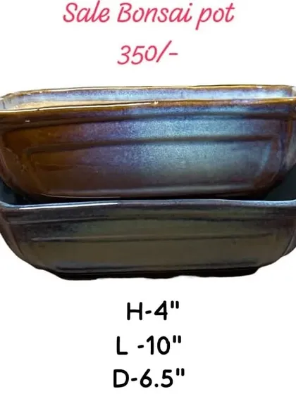 A classic rectangular bonsai pot, perfect for creating a traditional look. This one is 10 inches long and has a beautiful, subtle glaze.