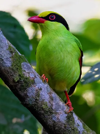 The vibrant Common Green Magpie from Latpanchar, India. A skilled predator, this bird's brilliant green plumage stands out against the dark branches as it forages for insects.