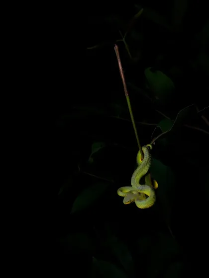 A green morph of the Bamboo Pit Viper, shot on my phone at night. The soft lighting highlights its vibrant colour against the dark forest background.