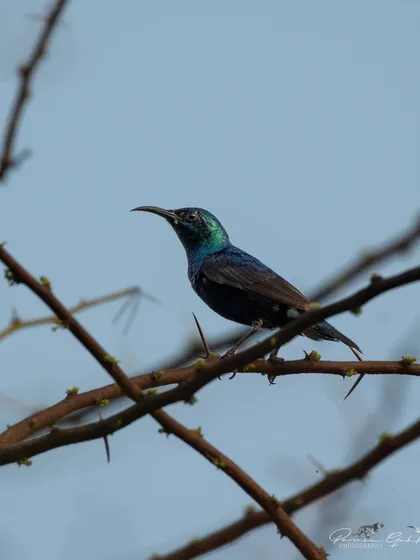 A silhouette of the Purple Sunbird against a light sky.