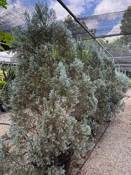 A row of Blue Ice Cypress trees at our nursery. Their silvery-blue foliage and conical shape make them a striking choice for creating privacy screens or as standalone feature trees.