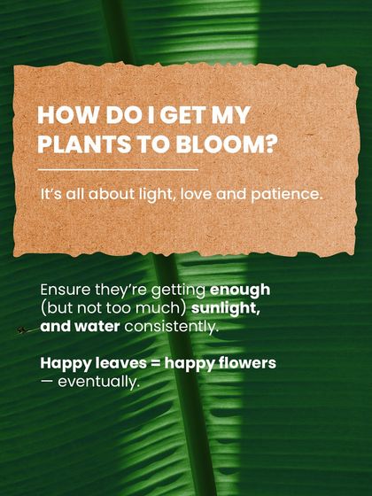 Getting your plants to bloom is all about light, love, and patience. We advise ensuring they get enough sunlight and consistent watering. Happy leaves will eventually lead to happy flowers.