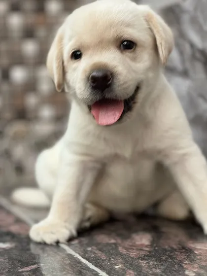Just look at this face. I raise my Labrador puppies to be healthy, happy, and ready to join a loving family. This little one is a perfect example of the quality and temperament you can expect from my pups.