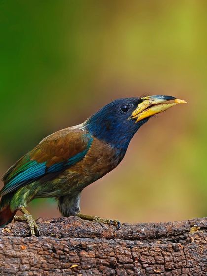 A Great Barbet stands on a log, its colorful plumage a beautiful contrast to the plain brown bark. The soft green background makes the bird the star of the shot.