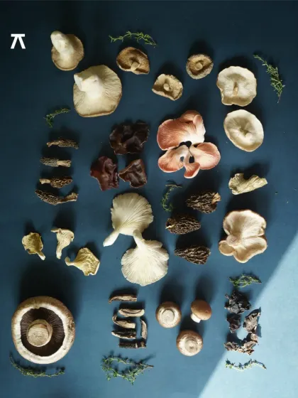 We love exploring the incredible diversity of the fungi world. This flat lay showcases some of the beautiful varieties we explored in our mushroom workshop, from familiar portobello and shiitake to more exotic morels and oyster mushrooms.