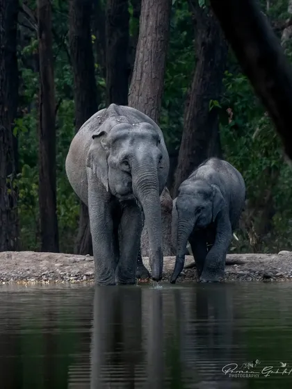 A tender moment between an elephant mother and her calf at a waterhole in Rajaji National Park. This image captures the strong bond and protective nature that is so central to elephant family life.