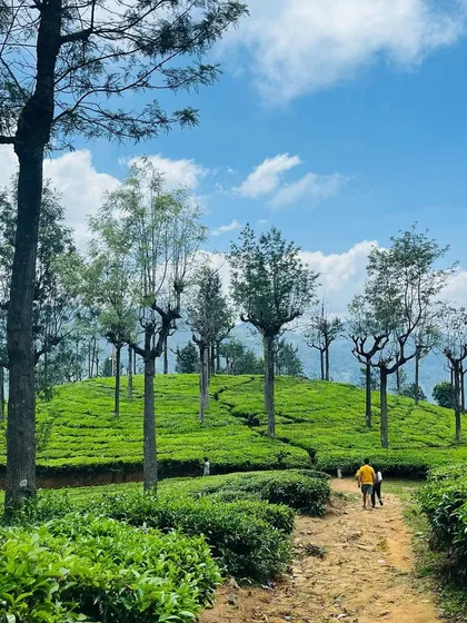 A walking path through the rolling tea hills. Our treks often take us through these beautiful and serene plantations.