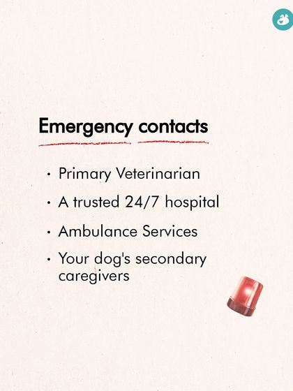 The Pack - Online Pet Parent Community Expert Advice You Can Trust photo 17