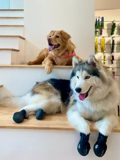 Our store is a place for the whole family, furry members included. This candid moment with a beautiful Husky and Golden Retriever captures the relaxed, friendly, and pet-centric atmosphere we cultivate at PawsnCollars.