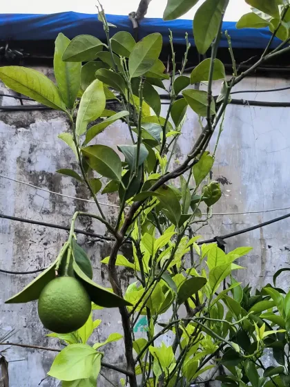 Grow Your Own: Kitchen Garden Starters photo 3