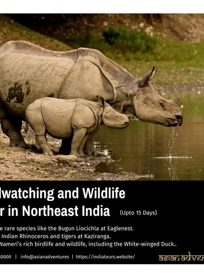 A rhino and its calf at the water's edge in Kaziranga. Our 15-day Northeast India tour combines wildlife spectacles like this with searches for rare birds like the Bugun Liocichla at Eaglenest.