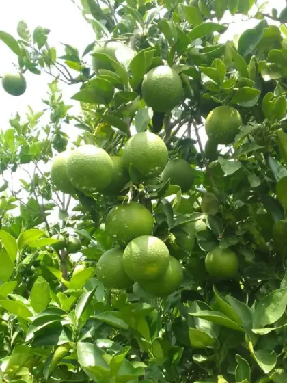 A cluster of Mausmi fruit hanging from a branch.
