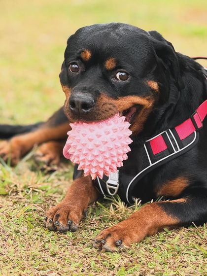 The Pawsome Camp - Dog Daycare & Boarding Our Pack: Portraits from the Camp photo 28