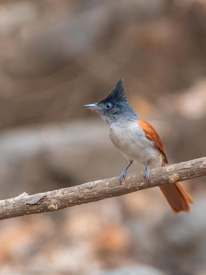 This shot captures the inquisitive head-tilt of the Paradise Flycatcher.