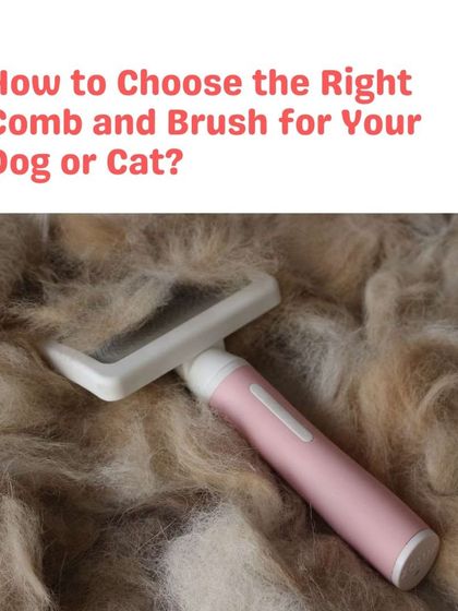 Woofly - At-Home Pet Grooming My Guide to a Healthy Pet photo 27