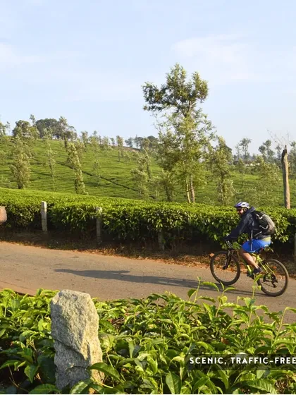 A rider cycles past lush tea plantations in Coorg, sharing the road with a local.