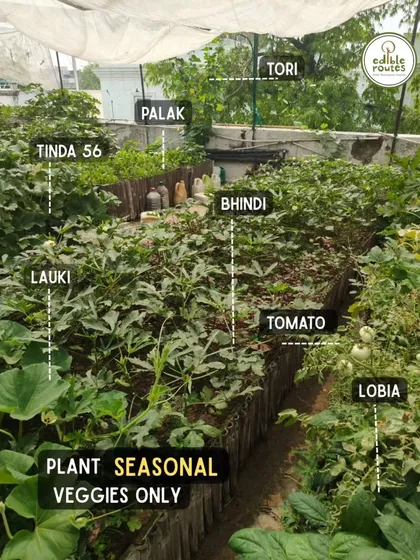 This is a client's thriving terrace garden in Delhi, clearly showing the variety of seasonal vegetables like Lauki, Bhindi, and Palak we can grow. It proves you don't need a farm to have a feast.