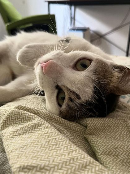 Just pure relaxation. This is the sign of a cat that feels completely safe and comfortable in her surroundings.