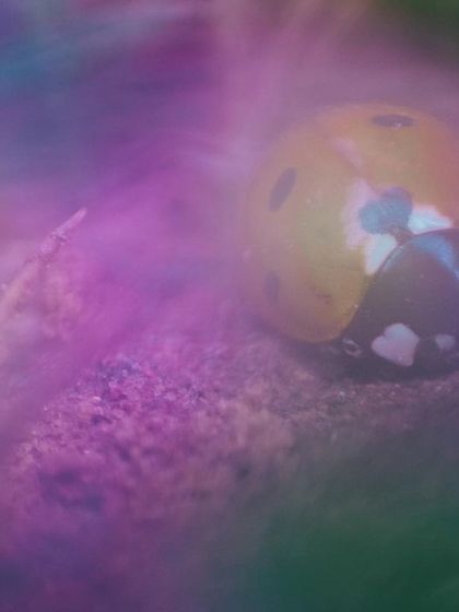 An in-camera multiple exposure of a ladybug, blended with out-of-focus flowers and leaves to create a dreamy, colorful macro world. If you look closely, you can see three heart-shaped spots on its body.