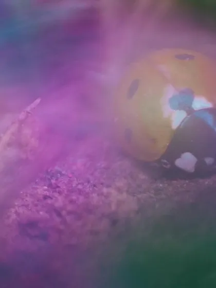 This is a creative macro shot of a ladybug, made using an in-camera multiple exposure. I combined a close-up of the bug, which has three heart-shaped spots, with soft, out-of-focus flowers to create this hazy, love-struck mood. It shows that even the smallest creatures have stories to tell.
