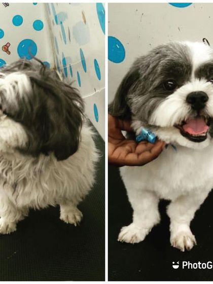 A fresh start for this lovely doggo. A proper grooming session can make a world of difference in a pet's comfort and happiness.
