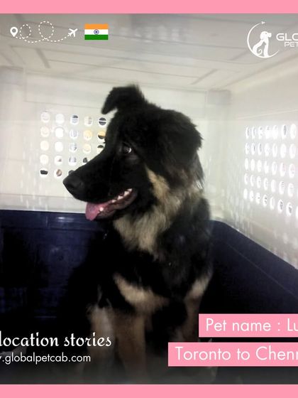 Global Pet Cab - International Pet Relocation Our Pawsengers: Dog Journeys photo 7