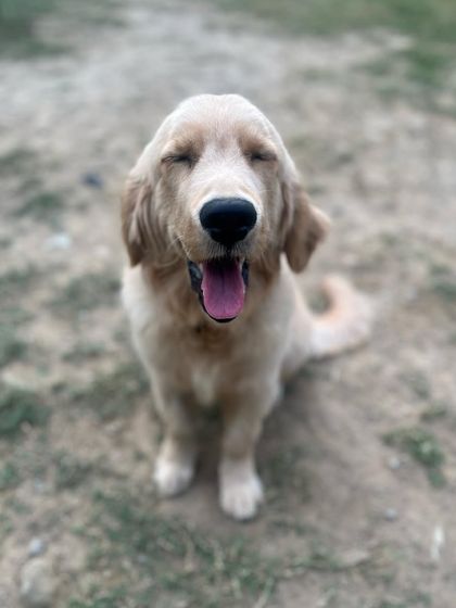 A sleepy Sunday for Mr. Cooper. While training is a key part of our program, we also ensure our puppies get plenty of rest, play, and affection. A balanced puppy is a happy puppy.