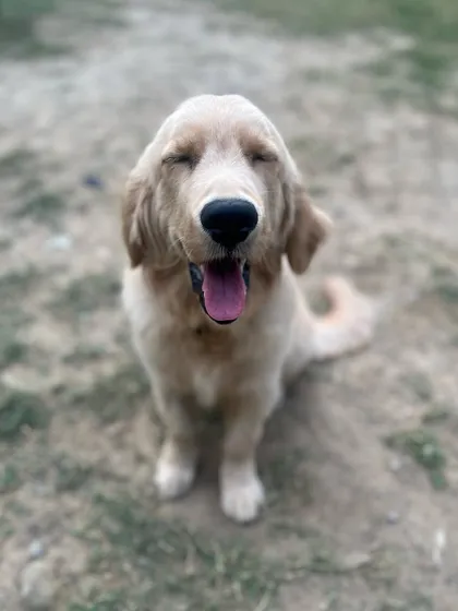 A sleepy Sunday for Mr. Cooper. While training is a key part of our program, we also ensure our puppies get plenty of rest, play, and affection. A balanced puppy is a happy puppy.