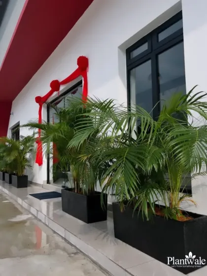 Areca palms in sleek black rectangular planters line the entrance of a modern building. This creates a formal and elegant welcome, demonstrating how plants can be used to enhance corporate architecture.