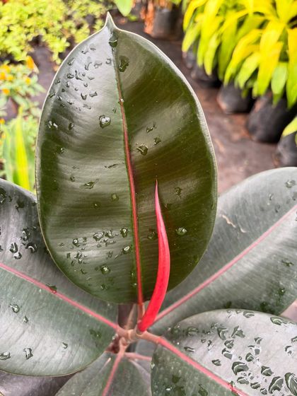 A Closer Look: The Beauty of Foliage photo 13