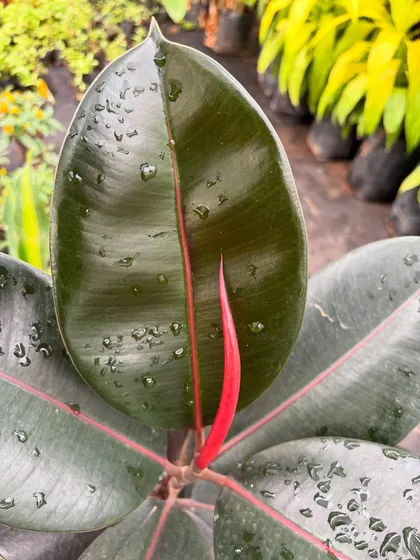 A close-up of a new leaf unfurling on a Rubber Plant (Ficus elastica). The bright red sheath protecting the new growth provides a stunning contrast against the dark, glossy older leaves.