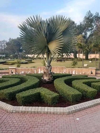 This is an example of my large-scale landscaping work. I create clean, artistic designs with shaped hedges and feature trees like this Bismarckia palm, perfect for parks, resorts, and farmhouses.