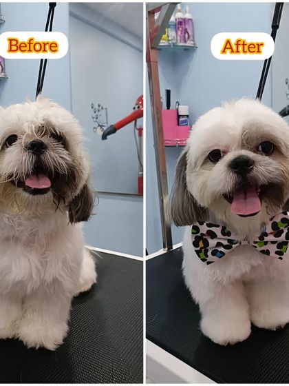 Mamppi Deb - Pet Grooming & Styling Complete Makeovers: Before & After photo 25