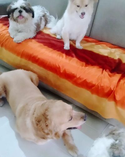 Dog Boarding & Daycare