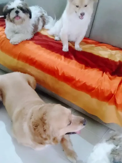 A happy group of friends, including Shih Tzus and a Golden Retriever, enjoying their day.