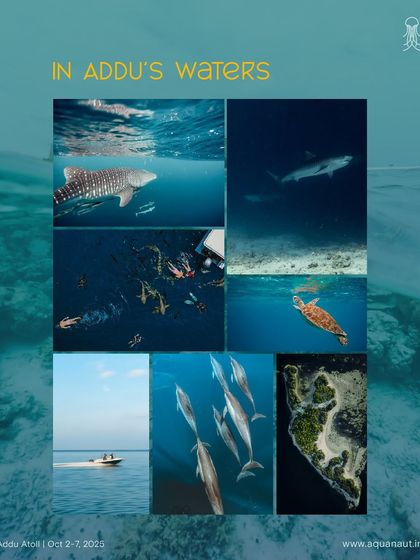 A visual summary of what you can expect to see in Addu's waters, from whale sharks and dolphins to turtles and reef sharks.