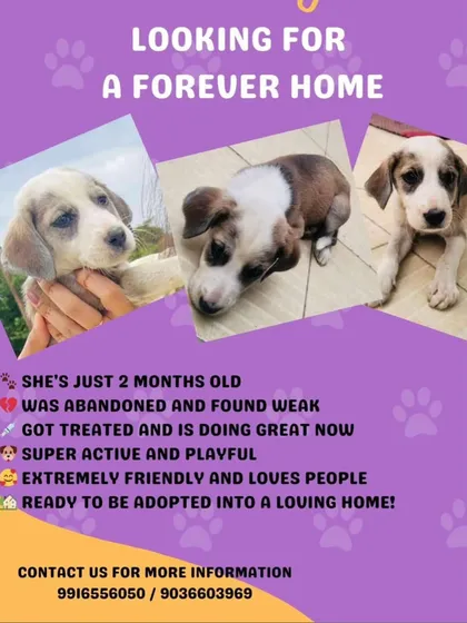 This poster tells the story of a 2-month-old puppy found weak and abandoned in Indiranagar. She's now active, playful, and has only 3 days to find a home.