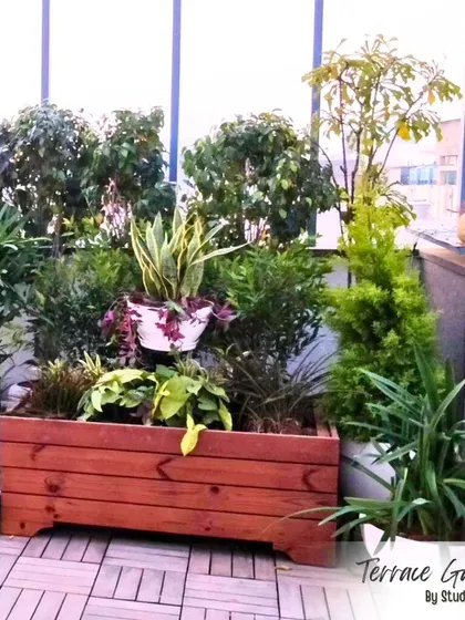 A closer look at the plantscaping on a terrace with wooden deck flooring. We used a large wooden planter box to create a green privacy screen and added a mix of plants with different leaf shapes and colors for visual interest.