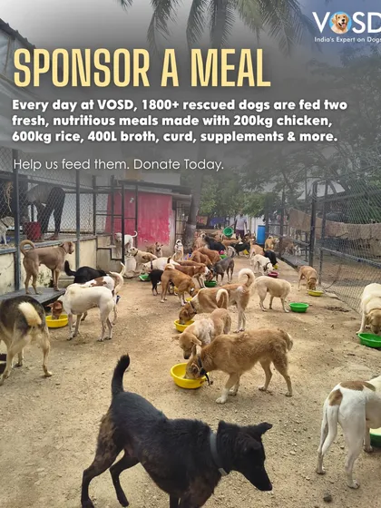 The breakdown of a daily meal: 200kg of chicken, 600kg of rice, 400 liters of broth, plus curd and supplements. This is the scale of care your donation supports.