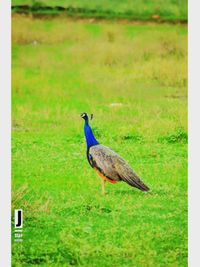 Nature & Wildlife Photography